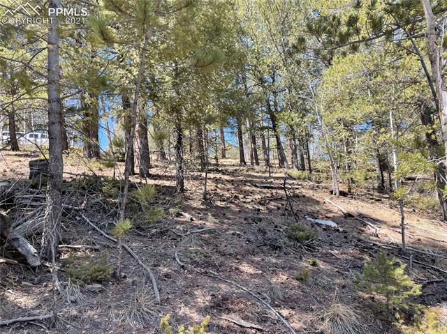 444 Timber Ridge Road Divide, CO 80814 - Photo 2 of 10