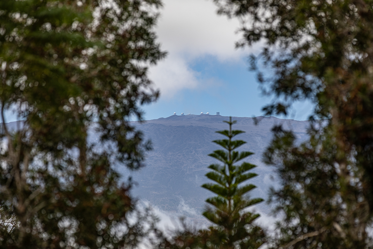 64-5097 White Road, Unit A Kamuela, HI 96743 - Photo 29 of 29 a view of a flower
