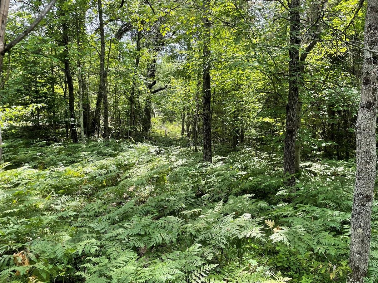 80-acres East Pierce Road Harrison, MI 48625 - Photo 29 of 33