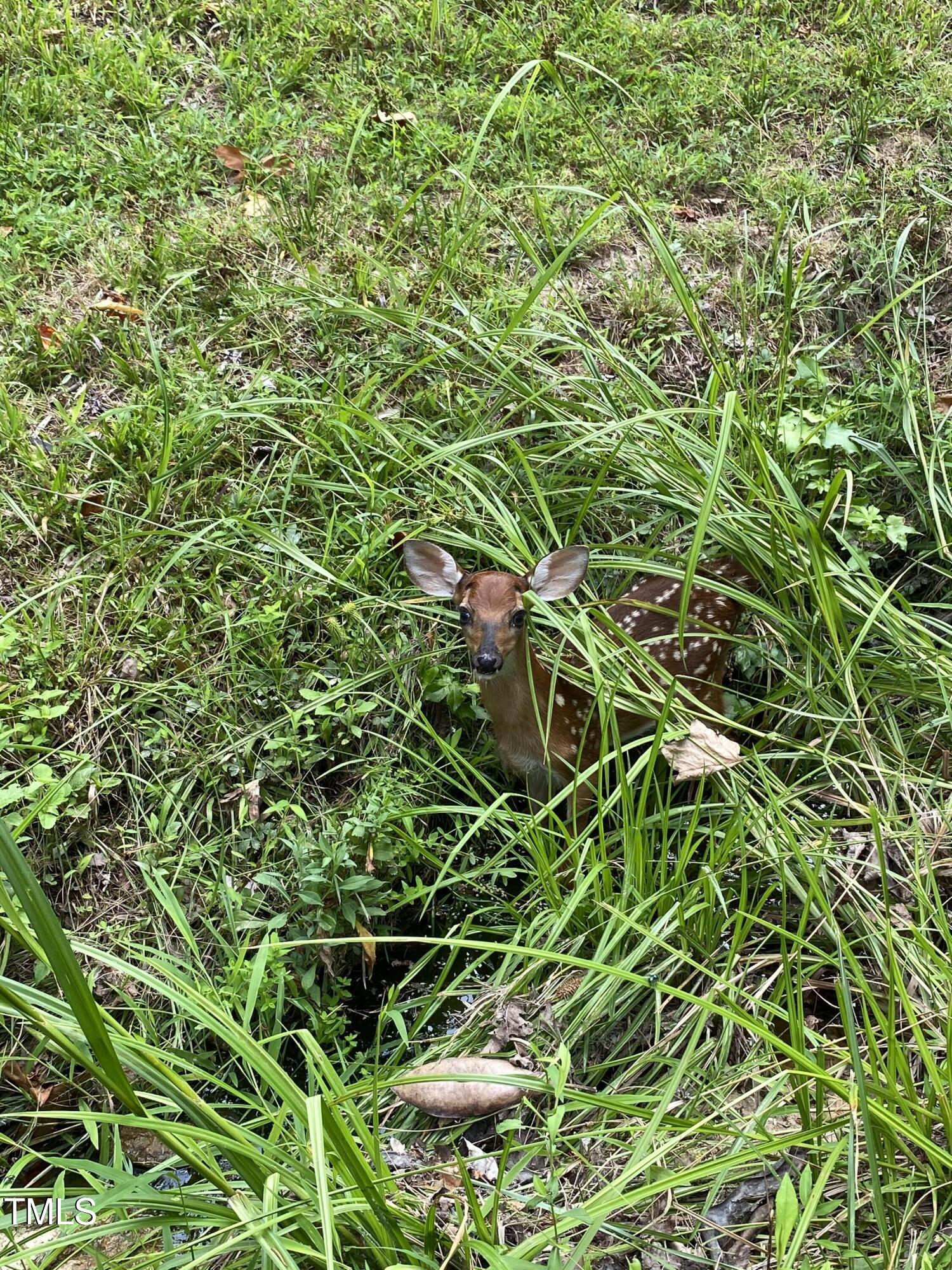606 Chalice Street Durham, NC 27705 - Photo 39 of 41 a view of a plant in a garden