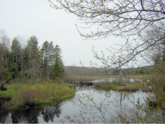 123 Bailey Brook Road Stoddard, NH 03464 - Photo 1 of 1 Gallery Image 1