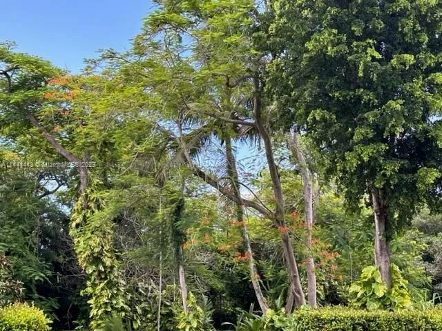 a view of a tree in a garden