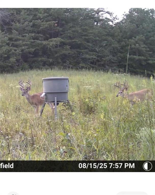 7596 Red Bud Road Northeast Ranger, GA 30734 - Photo 3 of 47 a view of a pathway