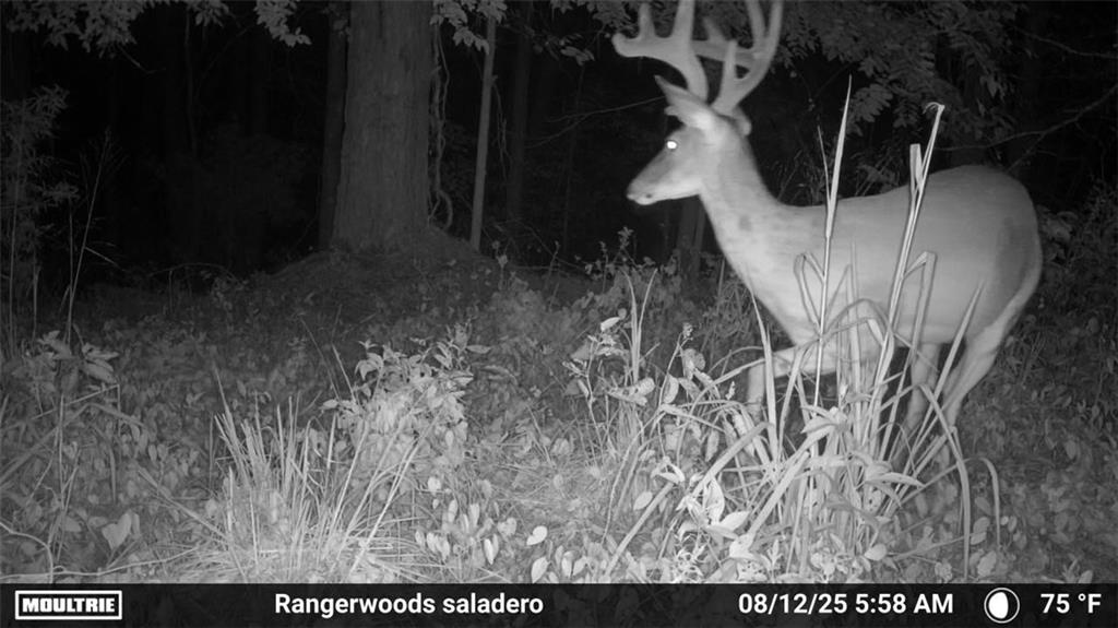 7596 Red Bud Road Northeast Ranger, GA 30734 - Photo 5 of 47