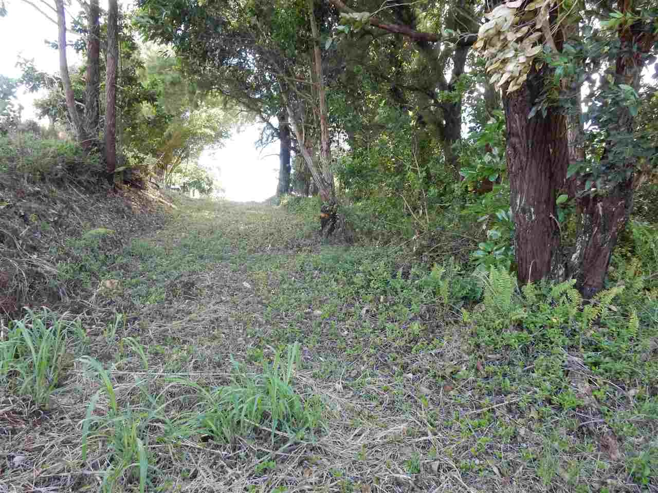 1661 West Kuiaha Road Haiku, HI 96708 - Photo 16 of 16 a view of a forest that has a tree