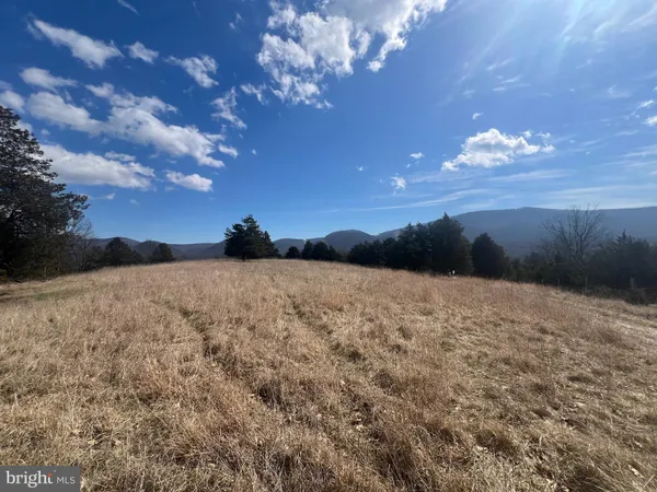 a view of a yard with large trees
