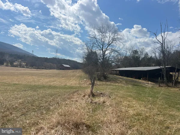 a view of a yard with a tree