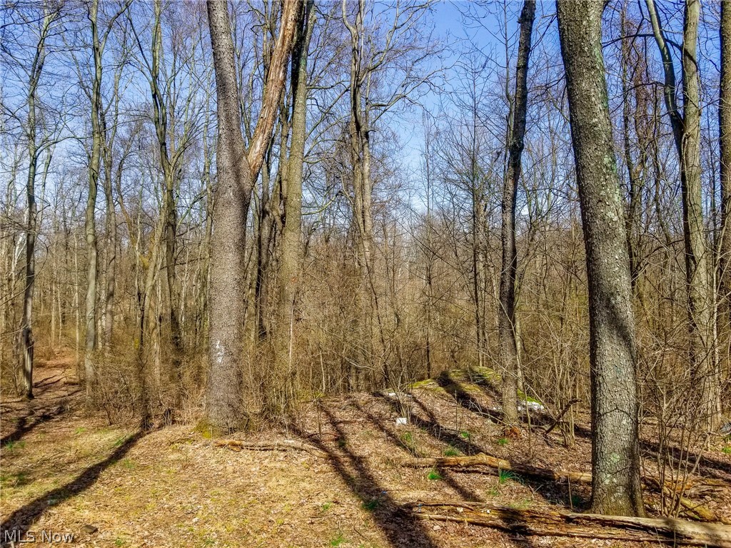 17805 Early Cemetary Road Kimbolton, OH 43749 - Photo 4 of 30 View of tree filled area