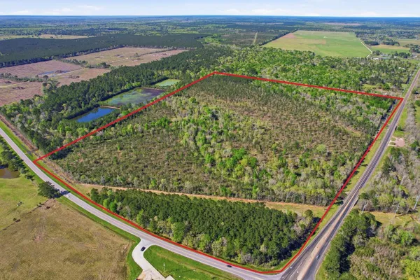 a view of a forest with lots of trees