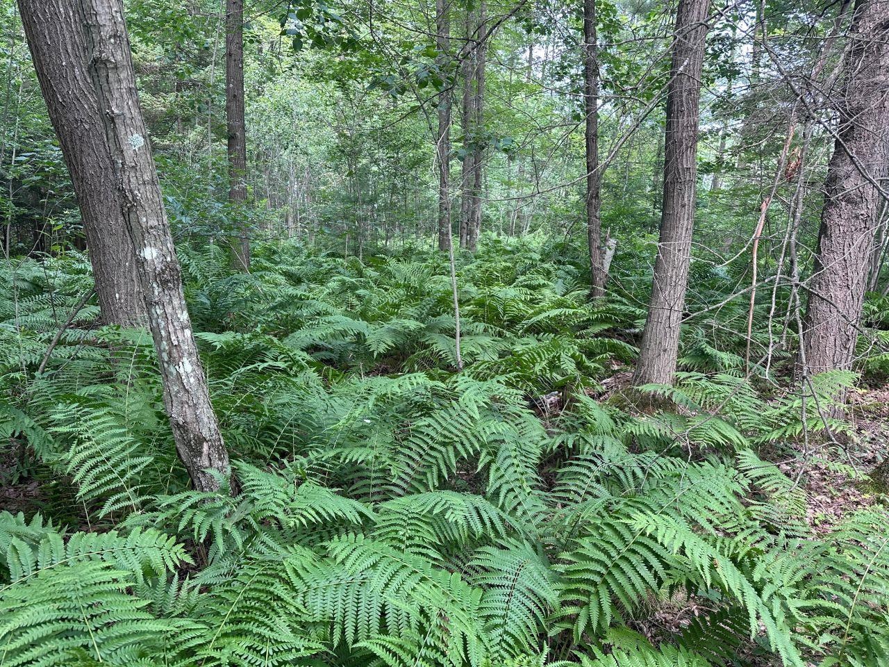 Heise Road Suring, WI 54174 - Photo 11 of 18