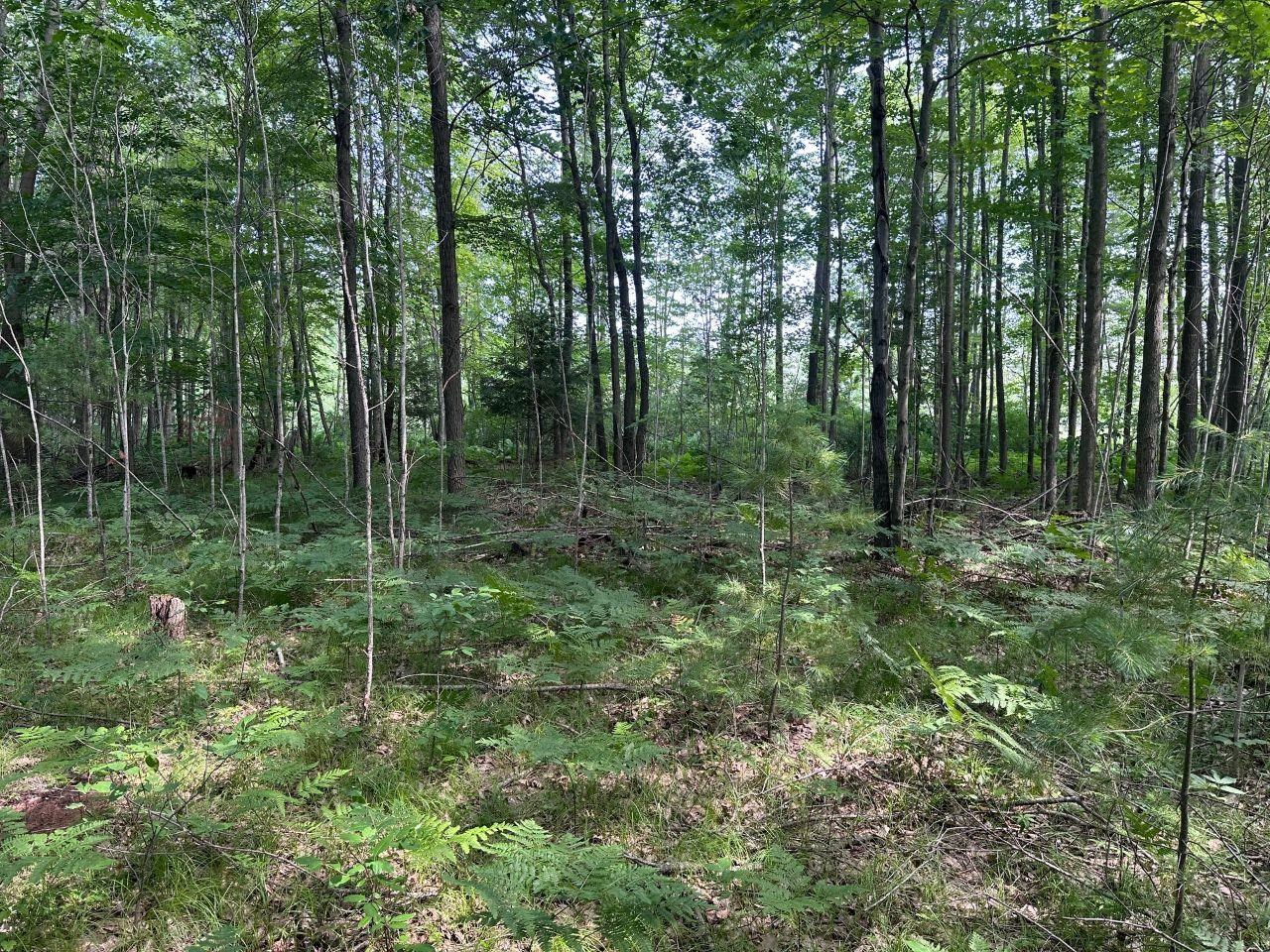 Heise Road Suring, WI 54174 - Photo 13 of 18