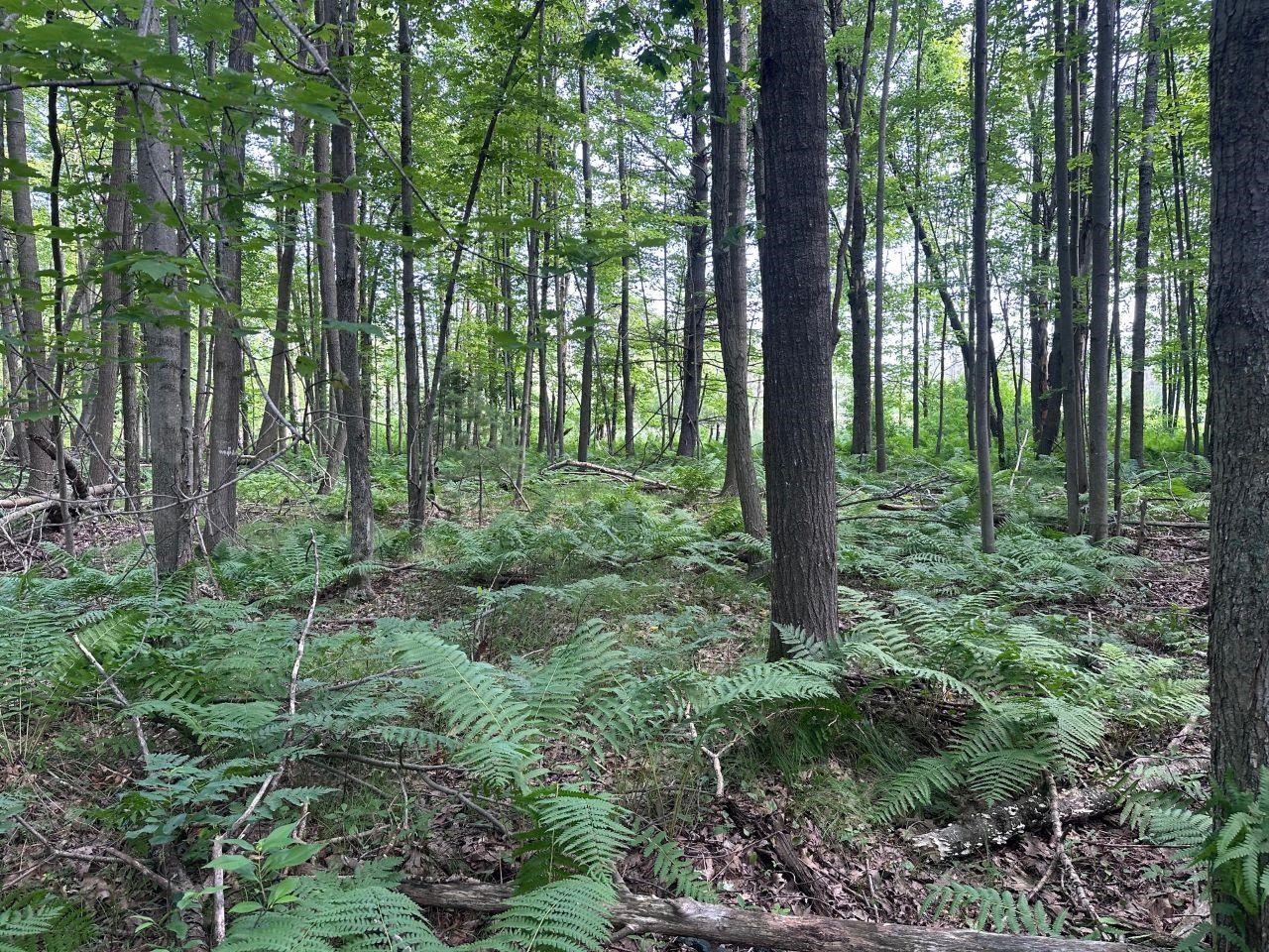 Heise Road Suring, WI 54174 - Photo 14 of 18