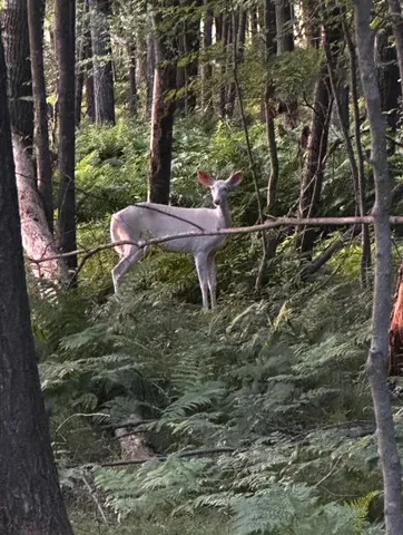 $259,900 | Heise Road, Suring, WI 54174