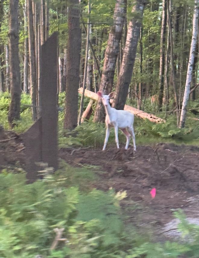 Heise Road Suring, WI 54174 - Photo 18 of 18