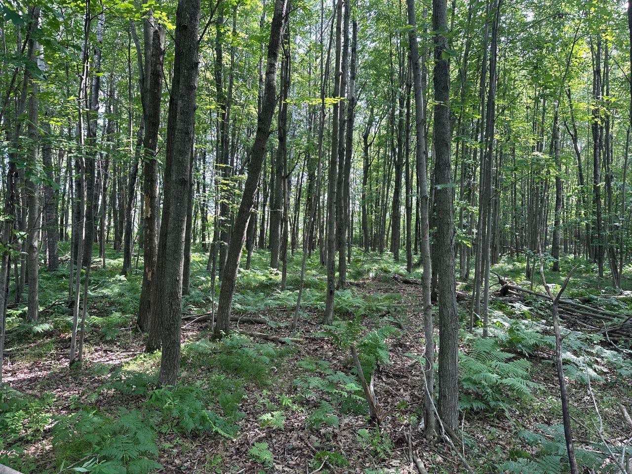 Heise Road Suring, WI 54174 - Photo 3 of 18