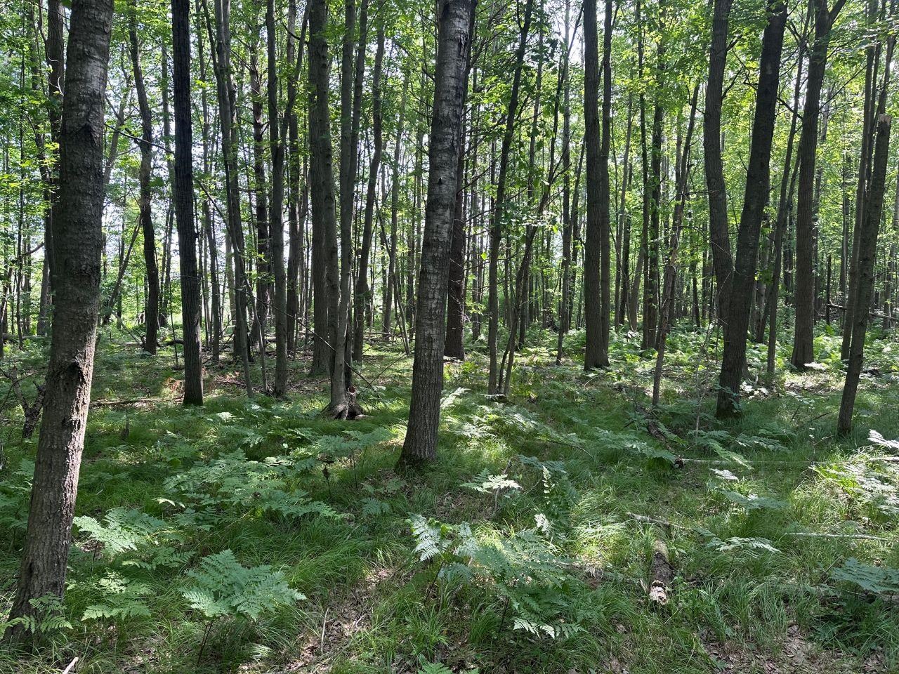 Heise Road Suring, WI 54174 - Photo 4 of 18