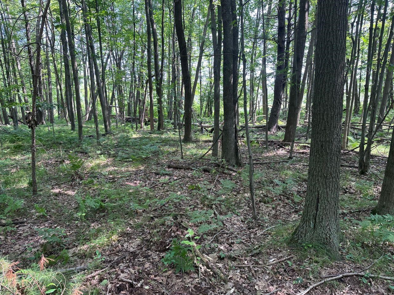 Heise Road Suring, WI 54174 - Photo 5 of 18