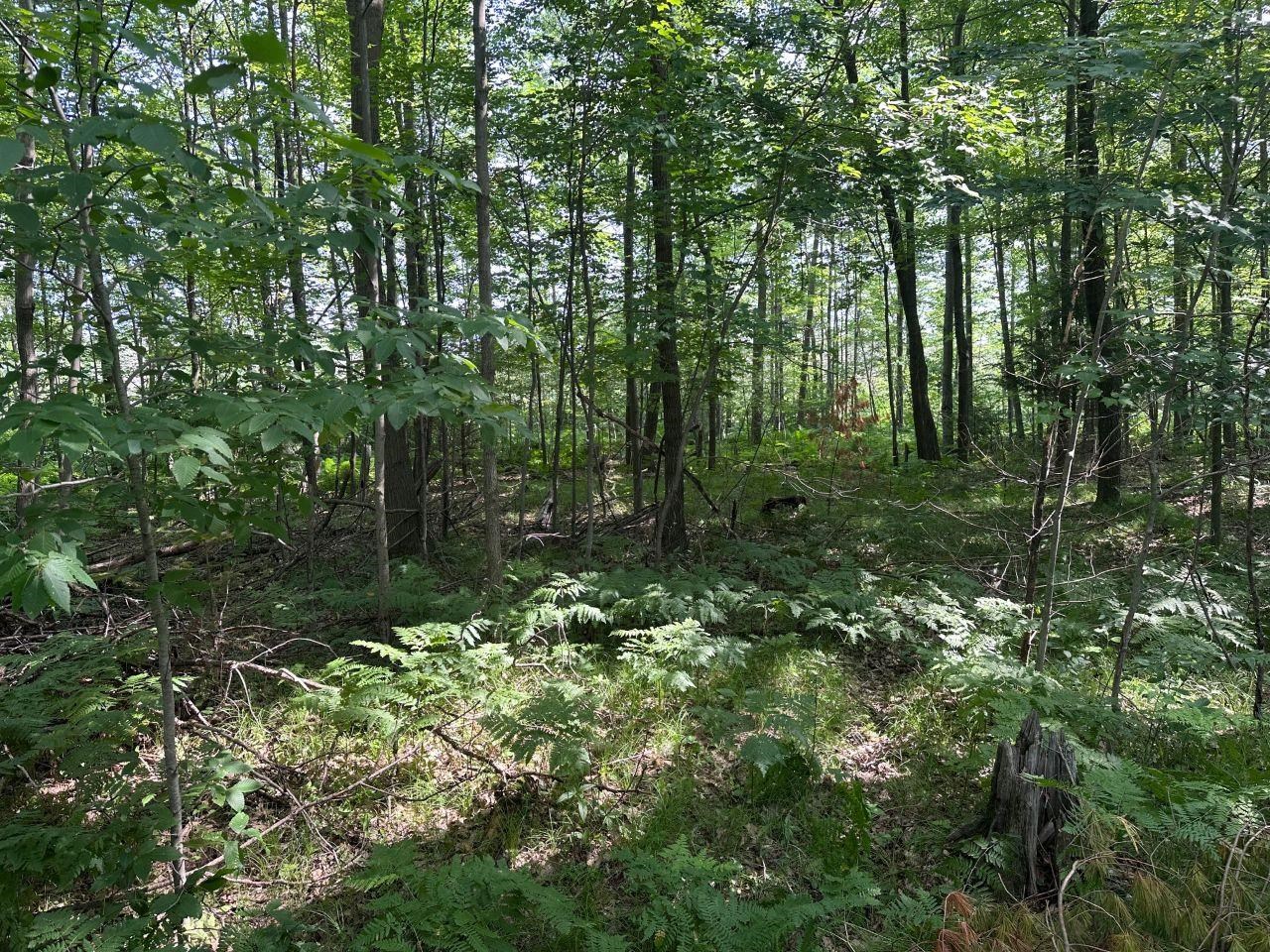 Heise Road Suring, WI 54174 - Photo 7 of 18