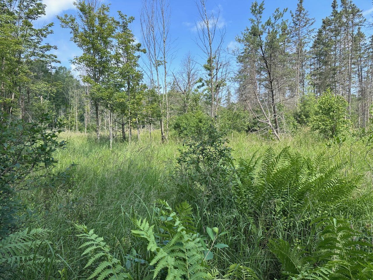 Heise Road Suring, WI 54174 - Photo 10 of 18