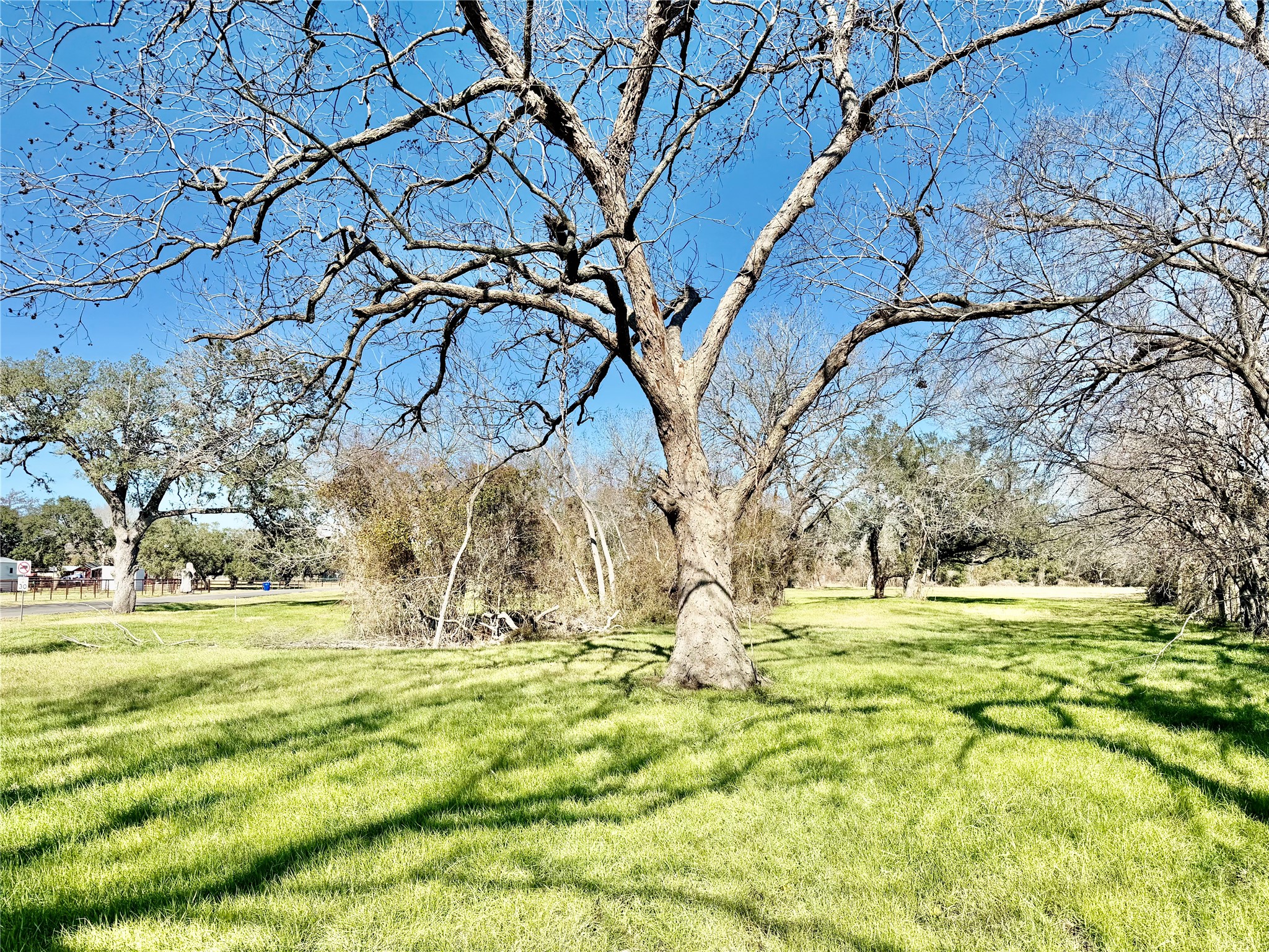 305 Ellen May Road Yoakum, TX 77995 - Photo 2 of 30 a view of yard with tree