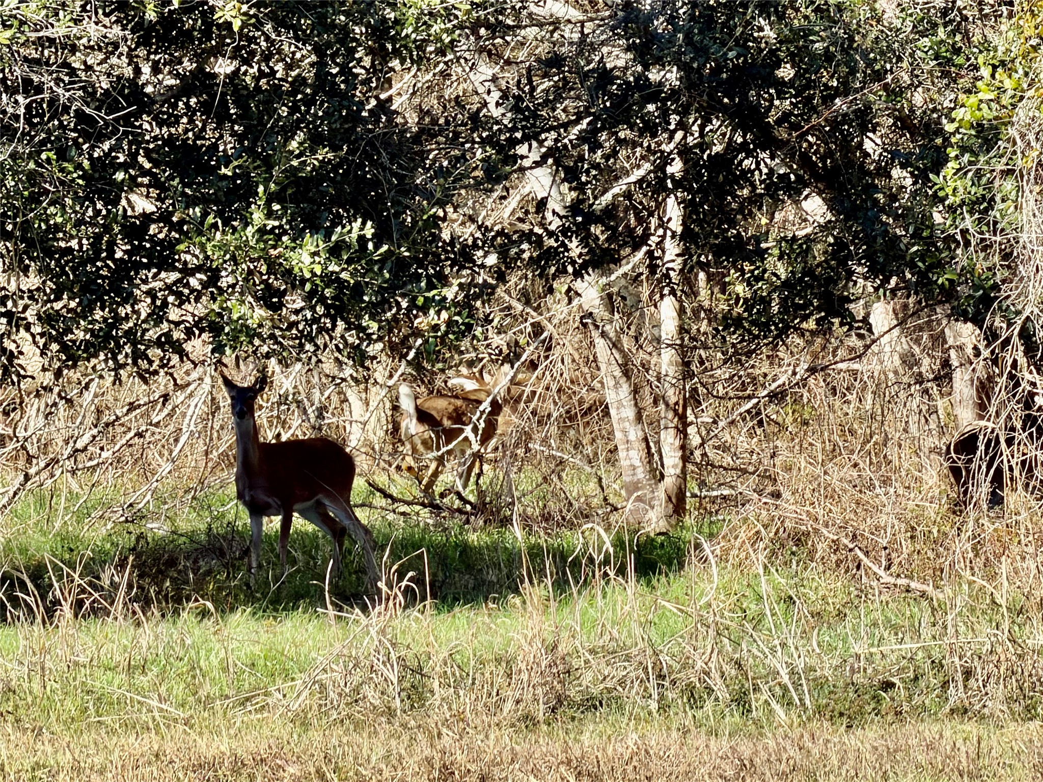 305 Ellen May Road Yoakum, TX 77995 - Photo 7 of 30 a view of a yard