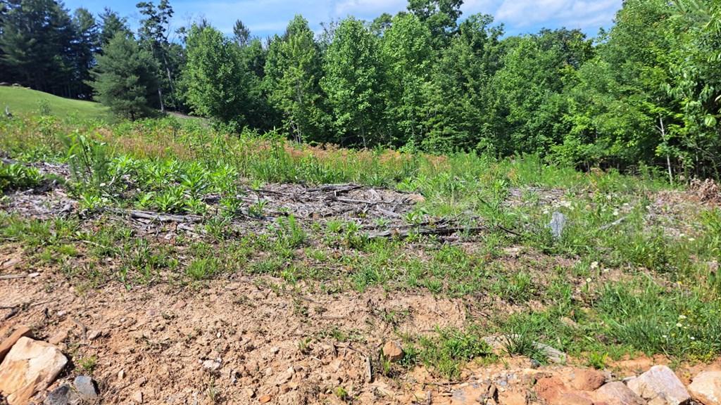31-acres Upper Bear Paw Road Murphy, NC 28906 - Photo 12 of 26