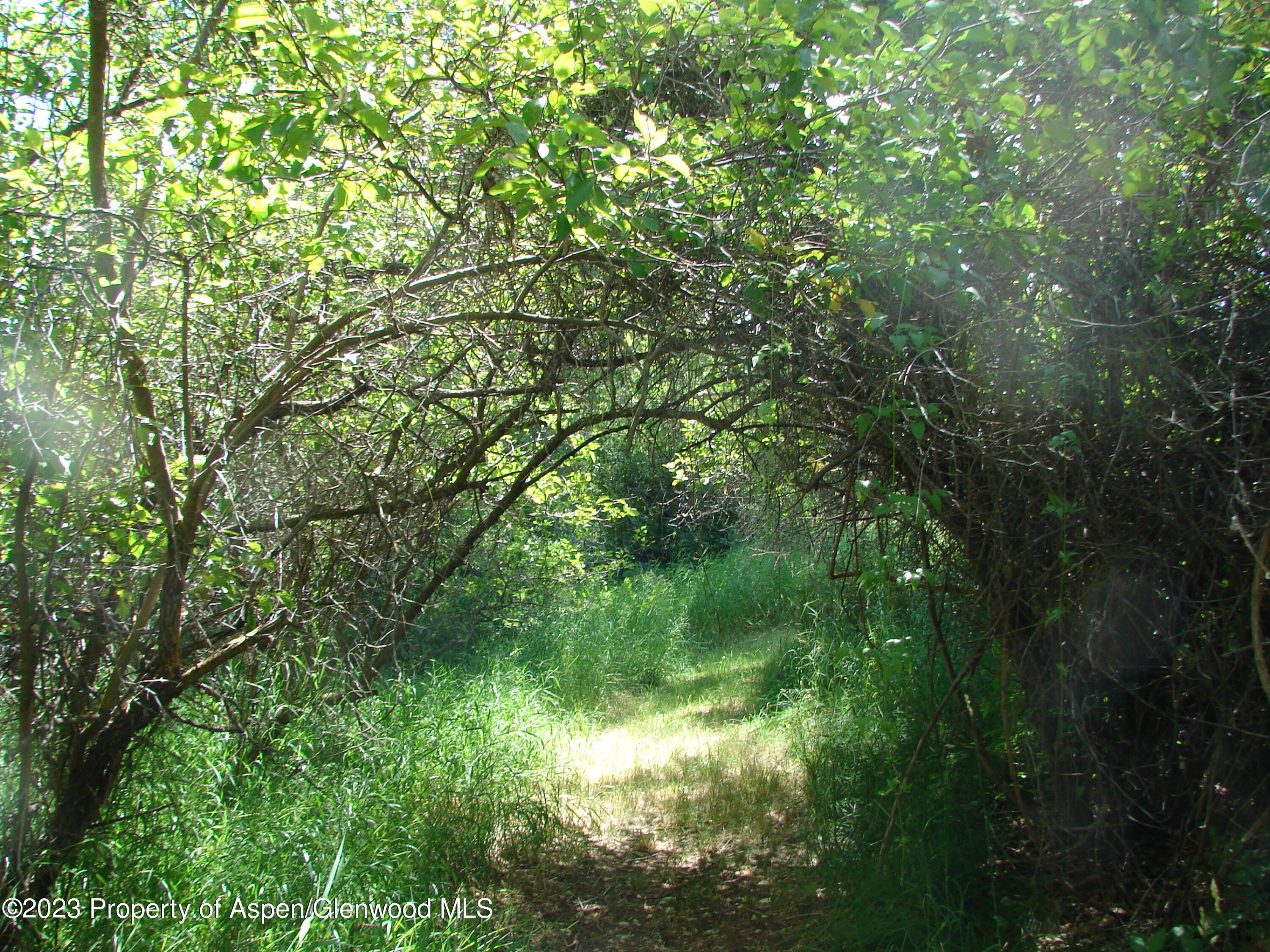 60 Chelyn Road Glenwood Springs, CO 81601 - Photo 29 of 53 a view of a lush green space