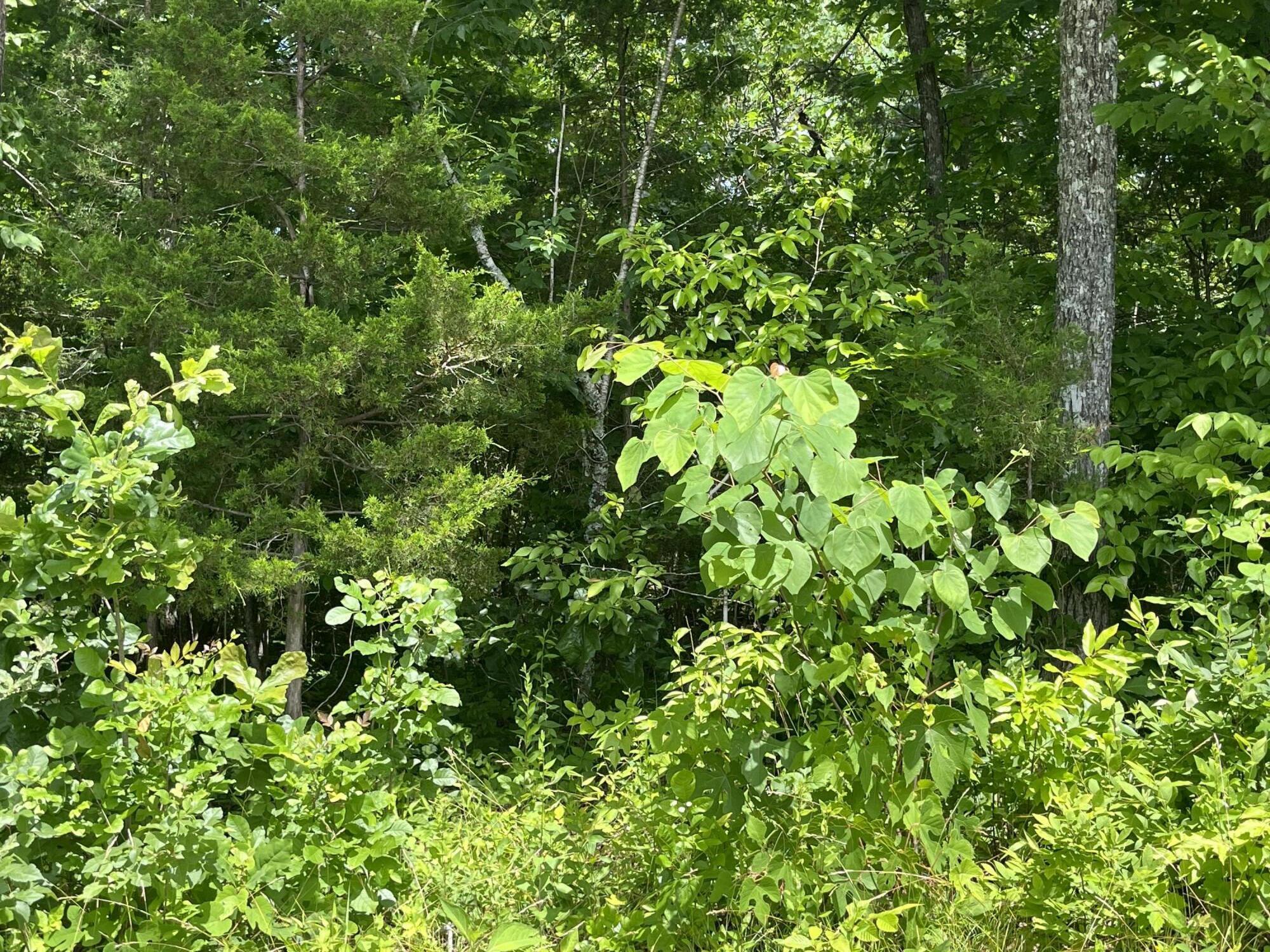 Lot 6 Kelly Pl Road Somerset, KY 42501 - Photo 10 of 20 IMG_0070
