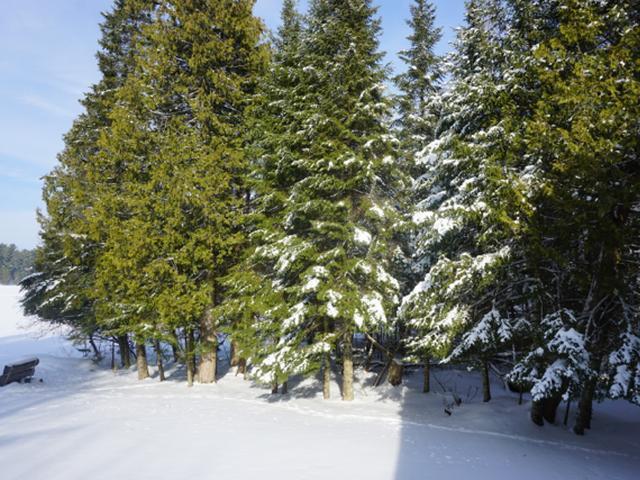 1487 Silver Lake Road Eagle River, WI 54521 - Photo 18 of 18 Gallery Image 18