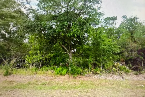 a view of a yard with plants and a tree