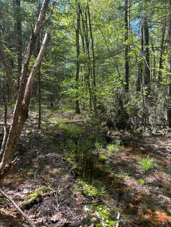 $59,900 | Lot#10 Shamrock Lane, Damariscotta, ME 04543