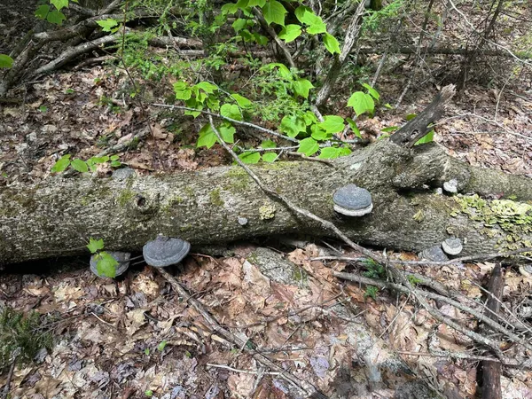 $59,900 | Lot#10 Shamrock Lane, Damariscotta, ME 04543