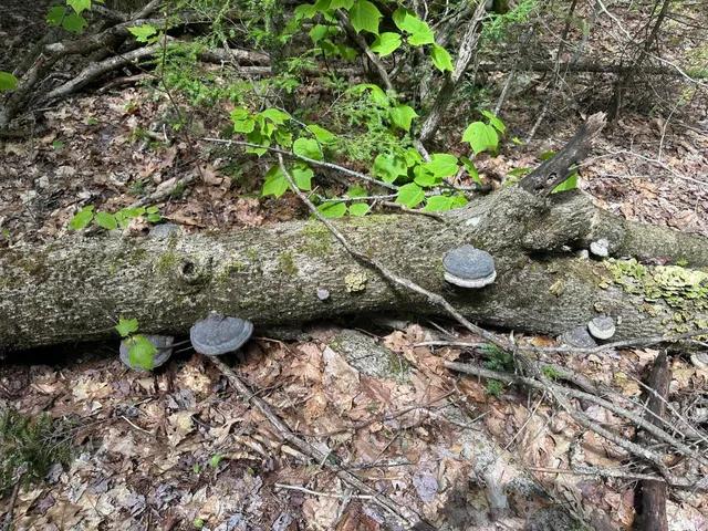 $59,900 | Lot#10 Shamrock Lane, Damariscotta, ME 04543