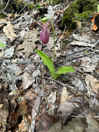 $59,900 | Lot#10 Shamrock Lane, Damariscotta, ME 04543