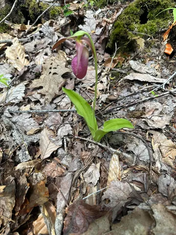 $59,900 | Lot#10 Shamrock Lane, Damariscotta, ME 04543