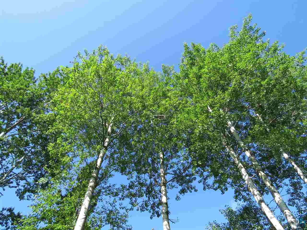 7-xx Mink Ranch Road Lutsen, MN 55612 - Photo 8 of 35
