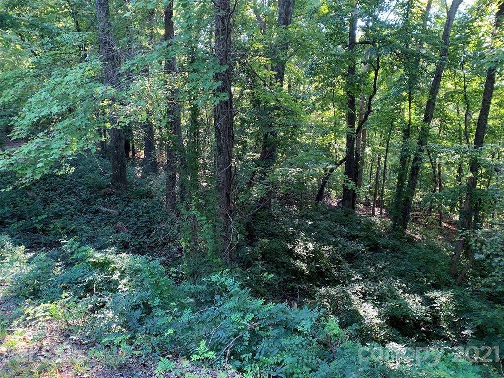 0 Wilderness Road Tryon, NC 28782 - Photo 2 of 11 a view of a forest with trees