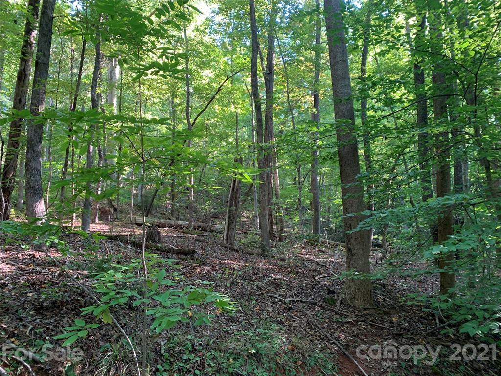 0 Wilderness Road Tryon, NC 28782 - Photo 7 of 11 a view of a forest with trees in the background