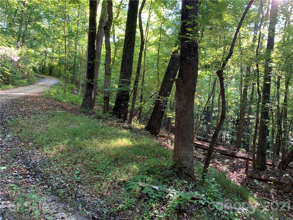 0 Wilderness Road Tryon, NC 28782 - Photo 10 of 11 a view of a forest with trees