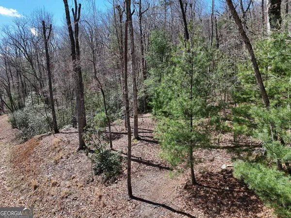 a view of a forest filled with trees