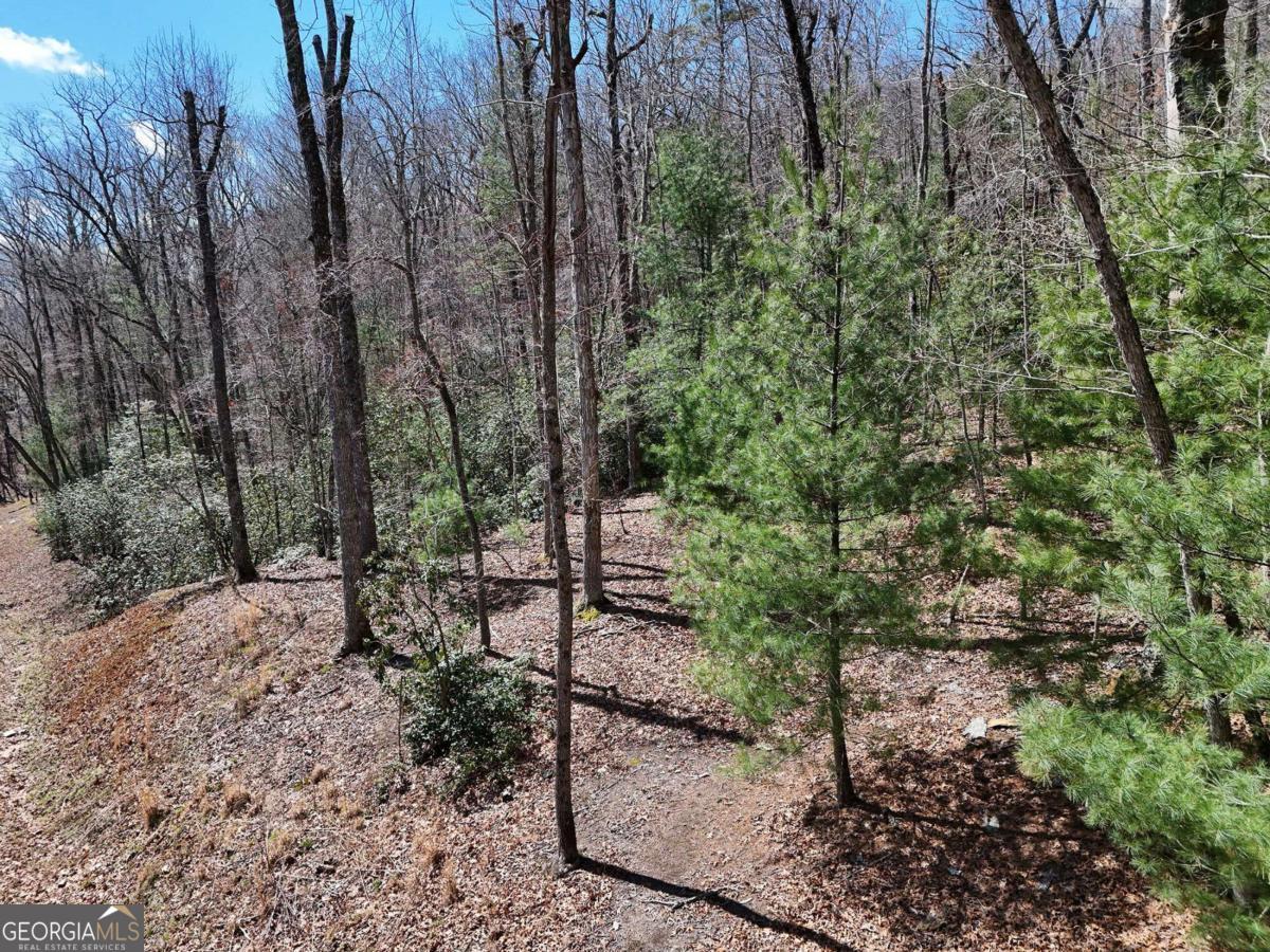 a view of a forest filled with trees