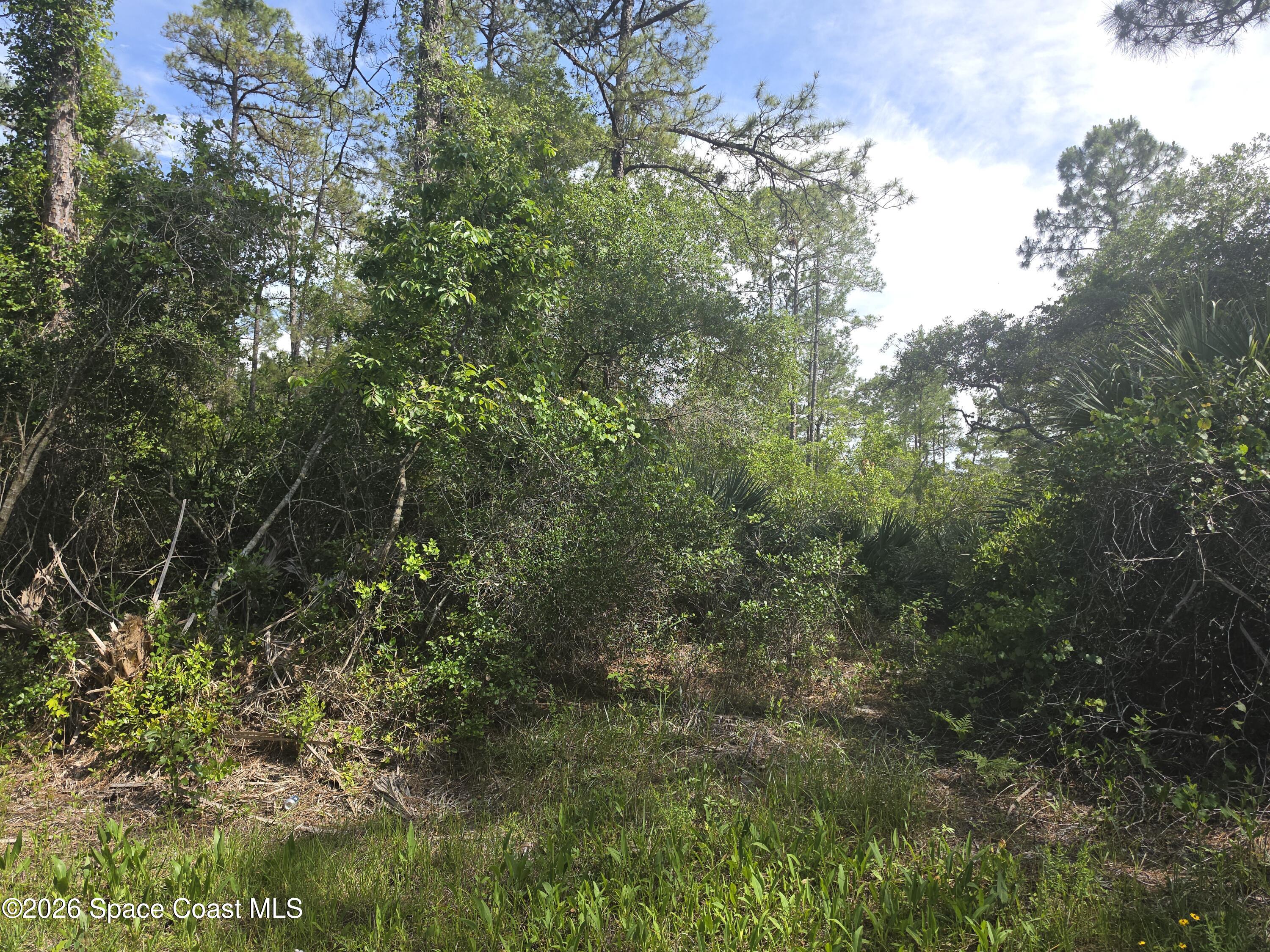 0 Spanks Street Mims, FL 32754 - Photo 6 of 6 a view of a forest with lots of trees