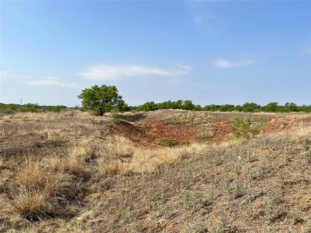 a view of a yard with plants and large trees