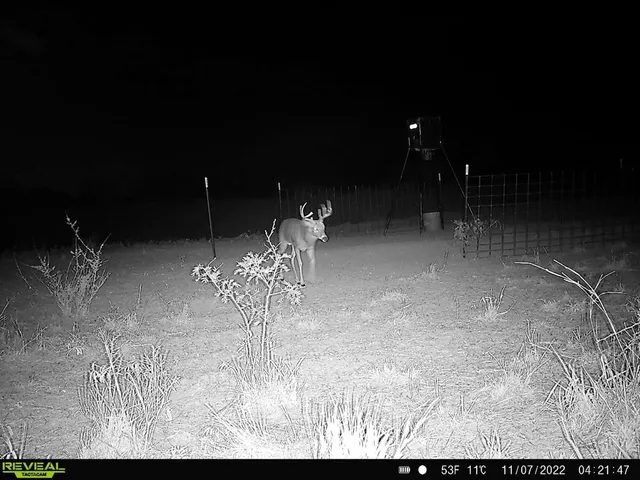 a view of a porch with chairs and a potted plant