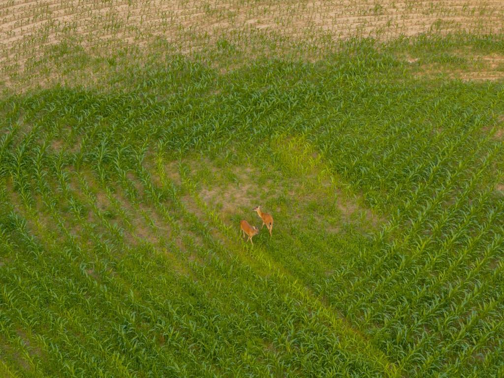 Northeast Marshall Road Hamilton, MO 64644 - Photo 14 of 45