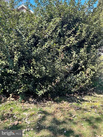 a view of a large tree