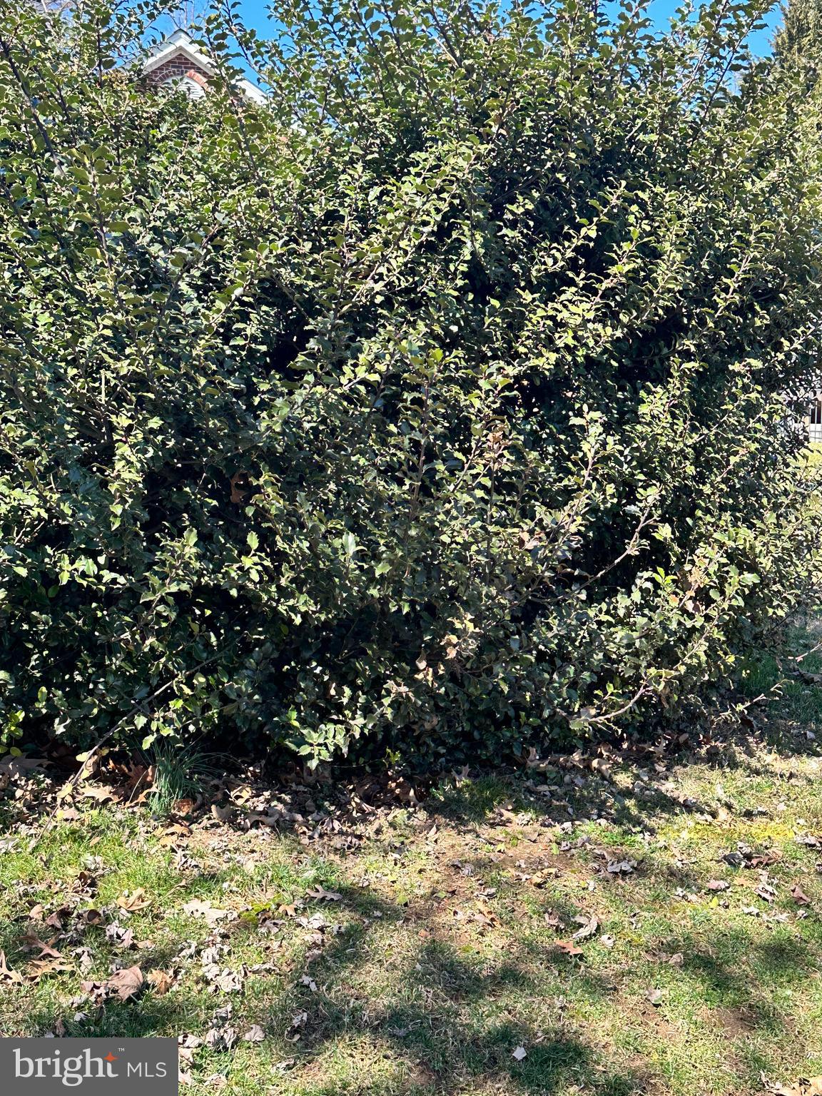 5738 Pigeon Hill Road Spring Grove, PA 17362 - Photo 7 of 7 a view of a large tree