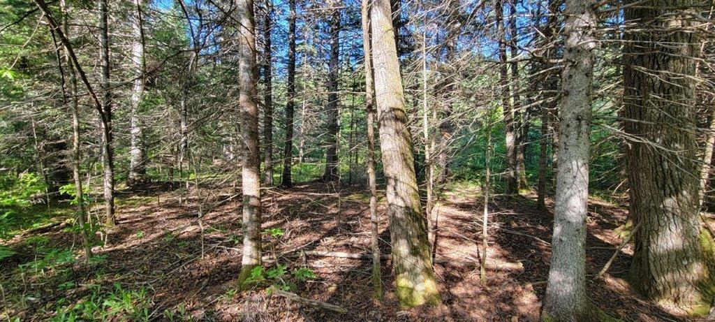 835 Gardner Creek Road Wade, ME 04786 - Photo 1 of 28 835 Gardner Creek Road (9)