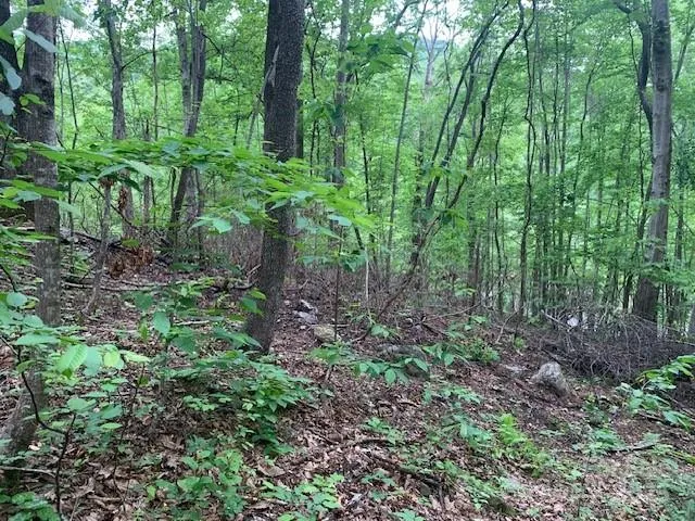 a view of outdoor space and green space