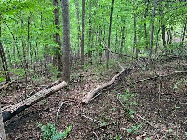 a view of a forest with trees
